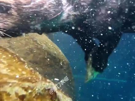 来看看聪明的海獭怎么吃带壳的生蚝#海獭