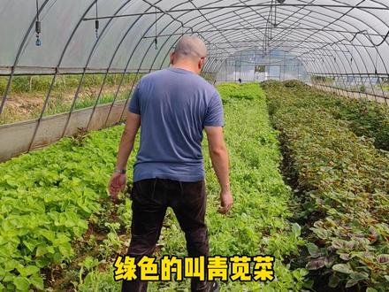 来看一下我们#晨晖农场 的红苋菜和青苋菜,都是有机种植哦#农村 #有机蔬菜 @抖音小助手 #涨知识 #dou出新知