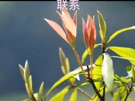 老鹰茶的功效有消渴去暑、消食解胀、解毒消肿、提神益智、明目健胃、散瘀止痛、止泻、止嗝等。老鹰茶可以减肥
