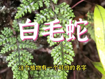 白毛蛇,又叫老鼠尾,许多人误认为骨碎补,其实不是#抖音自然