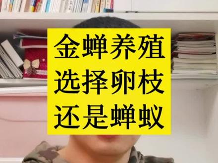 金蝉养殖选择孵化条还是活体蝉蚁?#孵化条 #蝉蚁 #生条 #返乡创业新农人