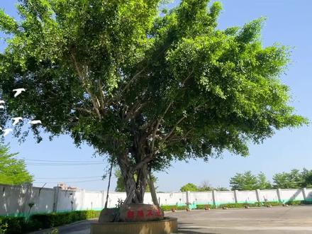 #厦门华兴实验学校 2022年#招生 宣传片来啦!看来看看!#最美校园@抖音小助手 @抖音校园