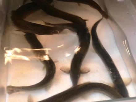 #我们终将战胜疫情 #疫情早点结束 #抗疫必胜 #创作灵感 #抗疫居家美食 泥鳅放冰箱挺能活,超过半个月还活着,今天来改善伙食。