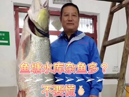 鱼塘水库杂鱼多的可以试试推荐的一款淡水鱼王 #老虎鱼 #鳡鱼