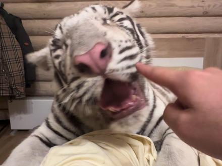 就要上床睡觉 就要上床睡觉 #宫百万 #白虎 #小老虎有什么坏心思呢