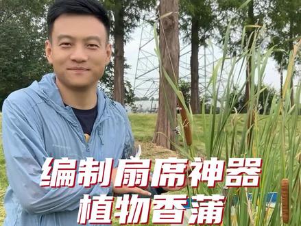 香蒲,又叫水蜡烛,蒲棒、蒲草,你们那里又是如何称呼它呢?#植物科普 #新农人计划2023 #就这么过夏天