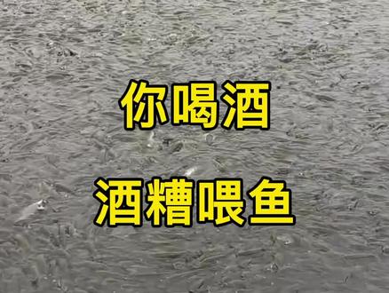 酒糟喂鱼轻松驱虫#水产养殖 #鱼 #鱼塘 #水产人 #黄骨鱼 #鲈鱼 #石斑鱼 #草鱼 #抖音热门 @抖音小助手