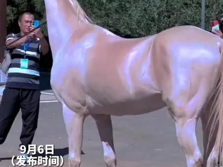 曾标价1700万美金的#汗血宝马 ,“上天恩赐 多少钱我也不会卖”,网友:这高贵的气质 还在发光#现场实拍