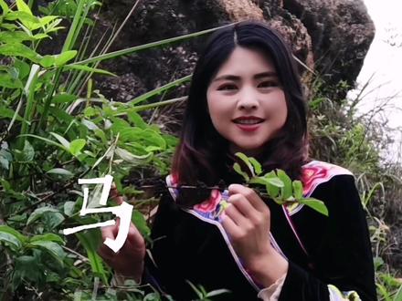 马桑,属无患子目,马桑科的落叶灌木,很多人都见过他,你认识他吗?#大自然 #三农 #野生植物 #植物 #马桑