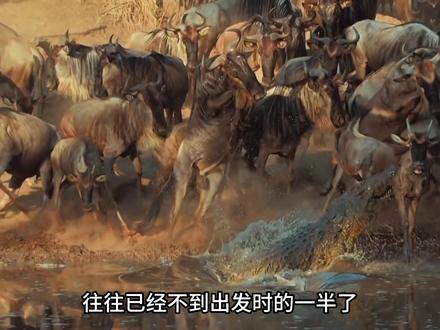 最震撼悲壮的角马大迁徙,从出生开始,一生都将永不停歇的奔跑。 #动物 #知识 #角马 #角马迁徙 #地球