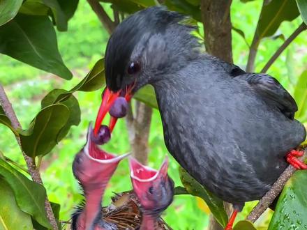 鸟妈妈喂小雏鸟野果子#鸟类实拍