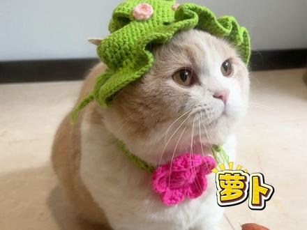 这位考官有点严肃 #万物可爱计划#我和它的365件小事#萌宠认物挑战#萝卜纸巾猫咪模仿挑战