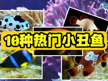10种热门小丑鱼品种,漂亮又好饲养 #小丑鱼