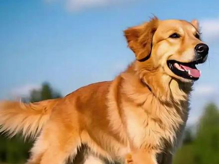 北京拟要求犬只“先免疫后登记”,登记前须植入电子标识!