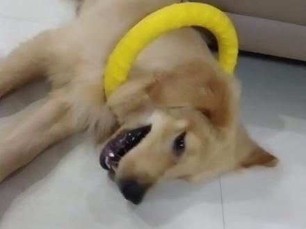 边牧VS金毛智商大比拼#边境牧羊犬 #金毛 #萌宠出道计划 #边牧胡十六