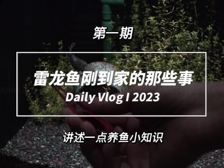 新手刚收到雷龙鱼,应该怎么训互动?视频有点长,点个收藏慢慢看。#雷龙鱼苗饲养方法 #雷龙鱼怎么养 #雷龙鱼 #养鱼日记 #养鱼日志