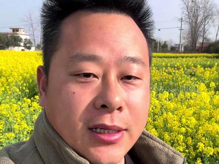 我的认知里,油菜一直是不打药的。所以我一直很推菜籽油。直到2026年“砖家”的出现。#返乡创业新农人 #菜籽油 #油菜花