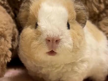 荷兰猪:遇到这种大叶子之前我简直就是在乱吃! #万万没想到 #娱乐评论大赏