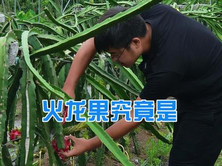 火龙果到底是长在藤上的还是长在树上的?#三农 #我的乡村生活 #火龙果 #户外