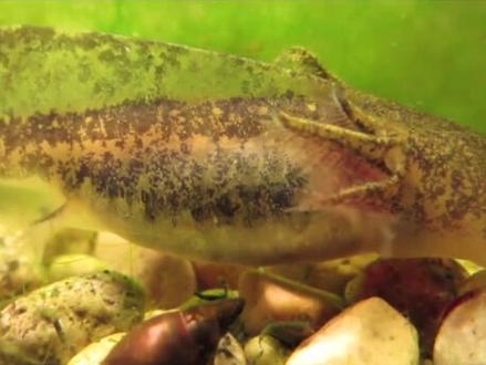 海外蝾螈水族 虎纹钝口螈孵化
#世界观赏 #海外水族