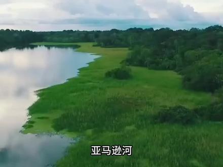 亚马逊最恐怖的10种致命生物,第一名是男人噩梦,食人鱼只排第5 #恐怖生物 #奇闻奇事