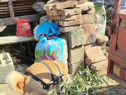 不要再说小狗没有轮椅了!#狗狗 #流浪狗救助 #动物 #动物的迷惑行为