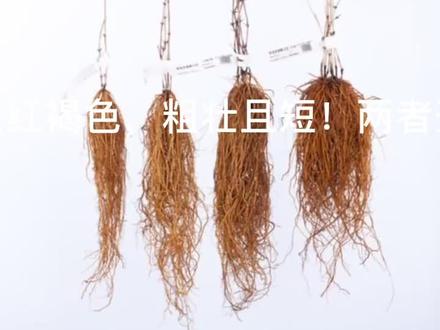 在抖音上99买了十株铁线莲,今天收到货只有根部,敢问这种拿转子莲冒充的是谁给你的勇气货到付款?