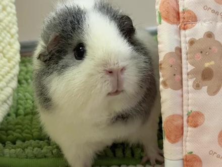 今天小猪很高冷#荷兰猪 #豚鼠 #宠物零食 #萌宠 #养荷兰猪日常