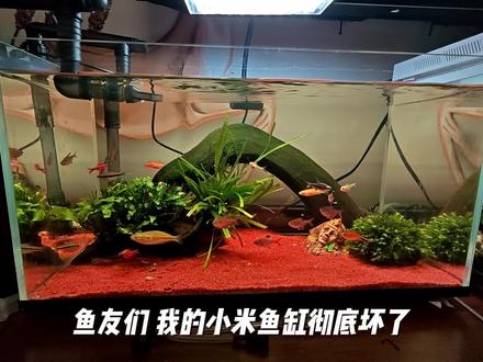 小米鱼缸改造#小米鱼缸改造