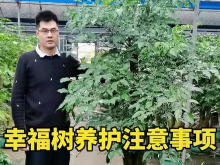幌伞枫(幸福树)最重要的是注意两个基本点:喜水、喜阳。非常喜欢水分充足,必须保持土质湿润,对光线的要求也比较高些,适合光线通透,空间宽敞通风,落地窗边阳光直射也可以。缺水和光线不足会引起树叶大面积枯萎。#花卉绿植