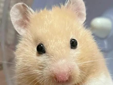 一个月的小仓鼠吃什么食物喝什么 #仓鼠奶粉