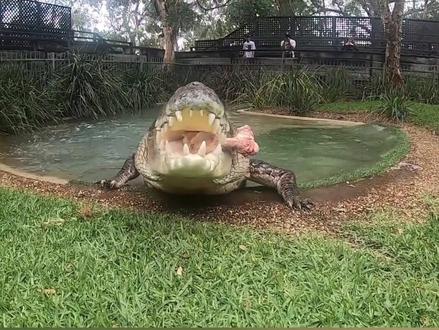 来听听鳄鱼的咬合力!#鳄鱼 #鳄鱼咬咬咬