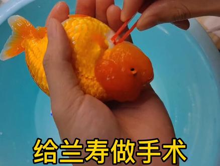 #兰寿金鱼 #锚头蚤治疗 快速有效地治疗方法 适合每个爱养鱼的鱼友#养鱼日记