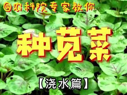 苋菜浇水别贪多,把握好度最重要!#种植小技巧 #家庭种植 #阳台种植