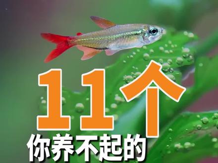 说几个你养不起(死不起)的灯鱼#观赏鱼 #养鱼日记 #灯鱼 #养鱼人 #鱼儿自由自在的水中游 #鱼缸里的大自然 #知识分享 #新手养鱼 #养鱼青年 #养鱼养心 #希望我的作品给您带来最美的回忆与快乐 #电光毒药 #钻石灯