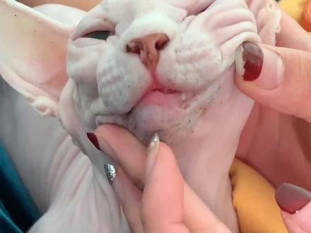 #斯芬克斯无毛猫 #黑头 我们回来啦,又回来挤黑头了!😙