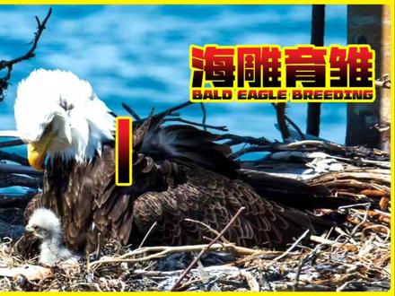 白头海雕育雏全过程-上集#白头海雕育雏 #鹰 #鸟类 #动物解说 #野生动物保护 #人与自然
