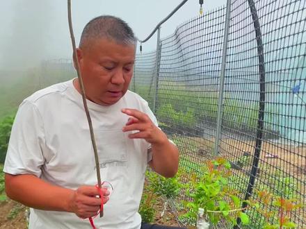 正宗的慕乐超级软籽石榴苗、自花授粉、自带玫瑰花香味道、纯甜无酸、果个大产量高、一棵也结果、#慕乐超级软籽石榴树苗 #慕乐软籽石榴苗 #慕乐极软籽石榴树苗
