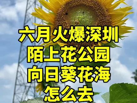 六月火爆深圳,陌上花公园,向日葵花海,怎么去? 视频拍摄于2024年06月12日 #陌上花公园向日葵 #深圳赏花打卡地推荐 #亲子游玩好去处
