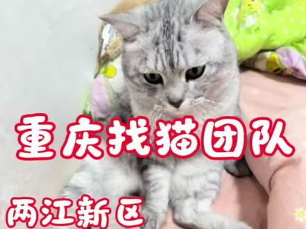 专业找猫团队如何成功找到在家里的猫咪? 今日出勤重庆两江新区寻找丢失的银渐层,猫咪是主人下班回来后发现猫咪不见的,自己找了三个小时,最后委托我们这边帮助成功找到猫咪?#重庆找猫团队 #寻猫启示 #寻猫 #真实生活分享计划