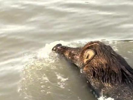 野猪和江豚在南京同框了 网友:真是疯狂动物城! #野猪 #南京 #疯狂动物城