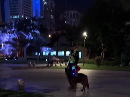 笨蛋耶耶遇到帅气警犬#萨摩耶 #大型犬的温柔 #这我的小狗快看啊