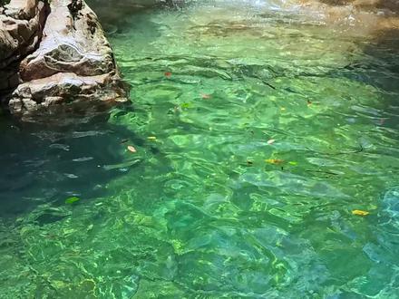 独山深沟溯溪路线攻略,一镜到底。 导航地址:独山县刘老伯蜜蜂养殖场,位置已放视频下方,导航直接到。
可玩程度高:风景好,光影很好看,拍照出片,玻璃水看到心情都超级好,很多水潭,可以suo下去,也可以跳水。
费用:无停车费,一人10元的卫生费。
路线攻略:走到河边,顺流而下,全程溯溪,旁边的栈道只有部分能走,可以走8公里直接穿越到村子,也可以走一部分就返回,来回路都好走。
注意事项:
1.此处周边40分钟没有小卖部,提前购买物资。
2.记得带驱蚊液,溯溪全程几十只小蚊子围着转,会钻鼻子和眼睛,很影响心情。
3.全程石头没有青苔,不怎么滑。
4.户外活动,安全第一,做好防护。
5.手机信号很差,大部分时间都没有手机信号。
6.带防水包和手机防水壳,因为大概率你会跳水潭的。
#治愈系风景 #独山深沟