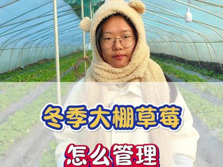 冬季大棚草莓管理 #种植小技巧 #三农 #农业种植 #来抖音学农技 #新农人计划 @DOU+小助手 @DOU+上热门