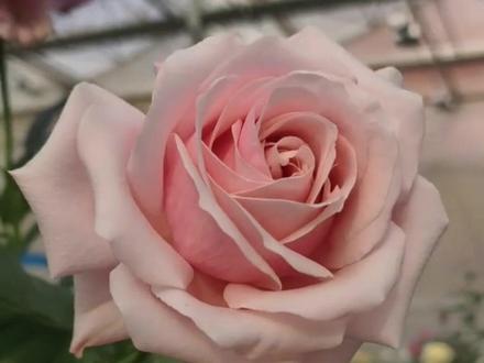 新疆昭苏代表赴云南迎花,让“娇龙”月季在贺娇龙家乡永久绽放 #大象主播说 @小野