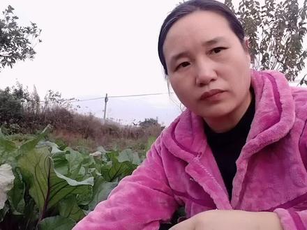 红菜苔开始长菜苔了,种植红菜苔做好这几点,菜苔长得粗又多