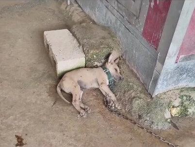 养狗遇到细小病毒感染或者狗生病了应该怎么办,如何细小病毒防范和治疗#实战猎犬 #猎狗 #土猎犬 #细小病毒 #保护中华田园犬