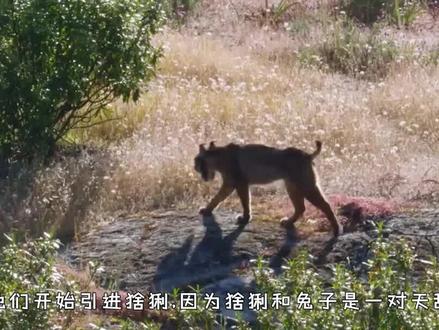 东北虎单挑北极熊,谁才是北半球的真正王者? #科普 #涨知识