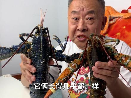 500一只的蓝龙虾,跟波士顿龙虾比,哪个更好吃? #小龙虾的100种神仙吃法 #抖音美食创作人 #辽宁热门榜