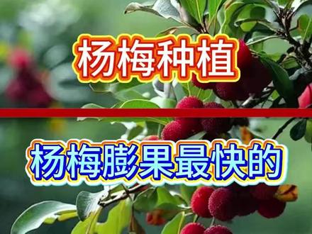 杨梅膨果最快的方法 #杨梅 #膨果 #杨梅管理 #果树种植 #杨梅熟了